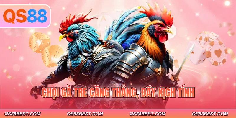 Chọi gà tre căng thẳng, đầy kịch tính